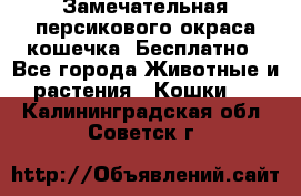 Замечательная персикового окраса кошечка. Бесплатно - Все города Животные и растения » Кошки   . Калининградская обл.,Советск г.